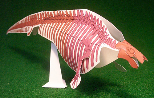 �J�C�M���E����