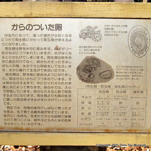 埼玉県こども動物自然公園の卵から生まれたての爬虫類