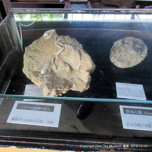 カフェくるくまの化石や鉱物標本たち