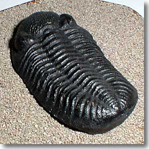 �O�t���̃��v���J