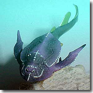 �{�X���I���s�X