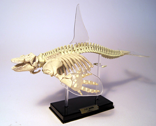 �V���`�S�g���i