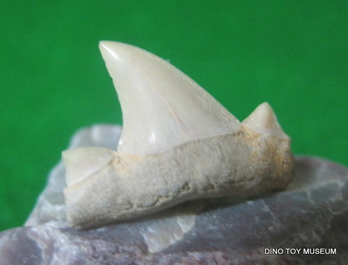 �T���̎��̉���