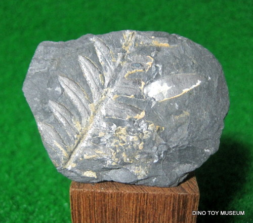 �V�_�̉���